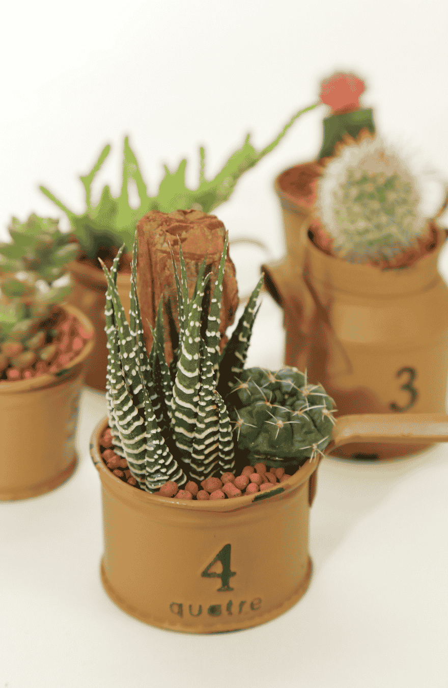 Small cactus plants in numbered plant pots
