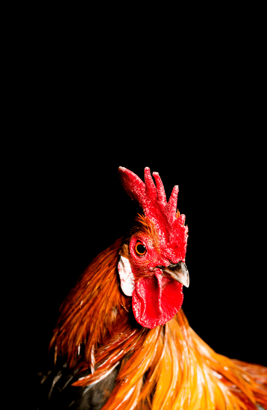 To Mock or to Cock? That is the Question